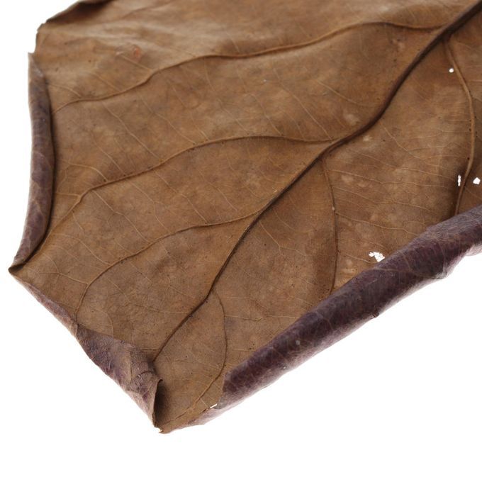 10 Indian Almond Leaves Beneficial Betta Leaf For Shrimp Betta
