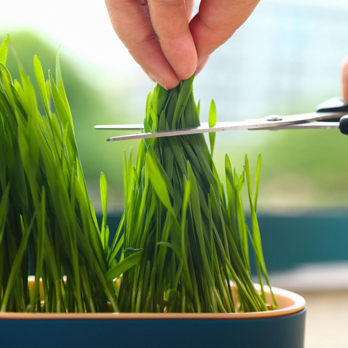 Grass Tray Plant Cat Grass Germination Tray