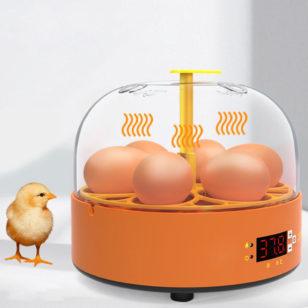 6 Eggs Children Experimental Eggs Incubator Chicken