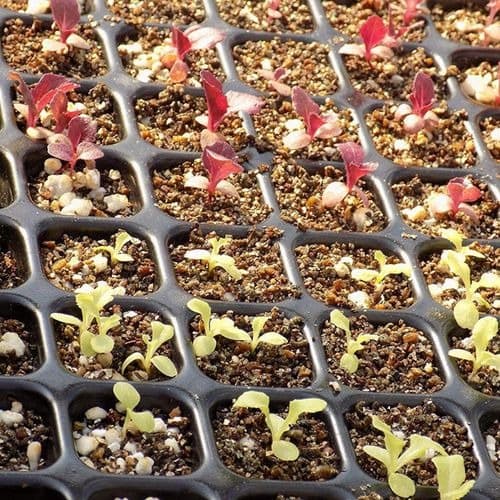 Plant Germination Nursery Tray - 128 Holes /cells - 10 Pieces