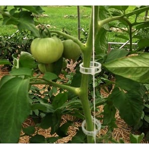 Trellis Clip For Plants And Crops - Pack Of 500 Pieces