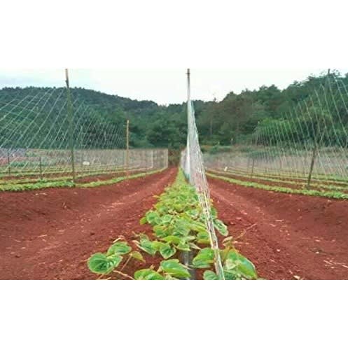 100 Meter Plant Climbing Support Net Trellis Netting Cucumber Yam Pea Bean Etc - 3 Pieces