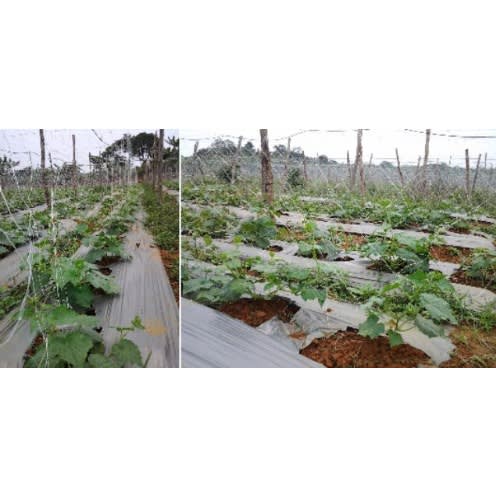 2m X 100m Staking Net For Cucumber- - 10 Pieces