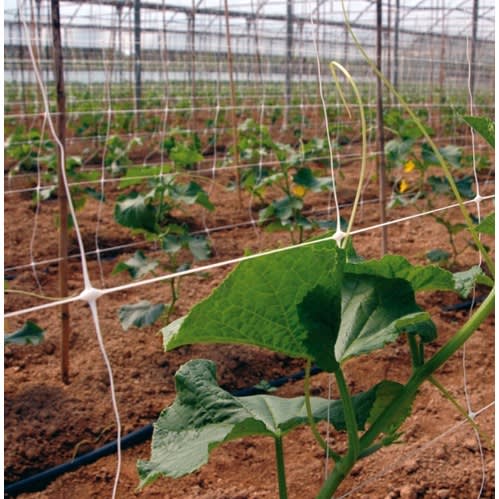 Staking Net For Cucumber Plants - 100m