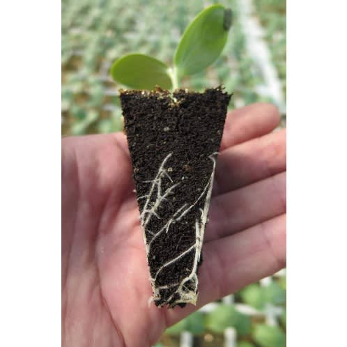 Coco Peat - Washed & Buffered - 5kg Block