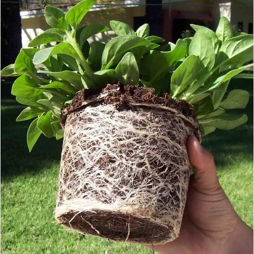 Coco Peat - Washed & Buffered - 5kg Block