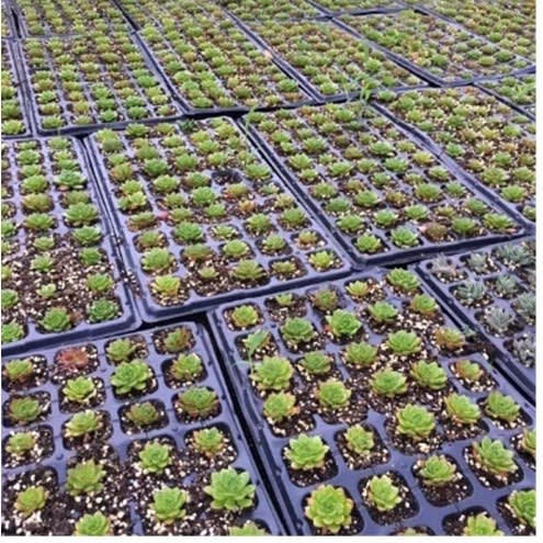 Seedling Tray -   200 Holes Or Cells - 5 Pieces