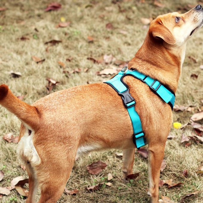 Dog Harness Easy Wear Head Collars Safety For Outdoor Small Blue XL
