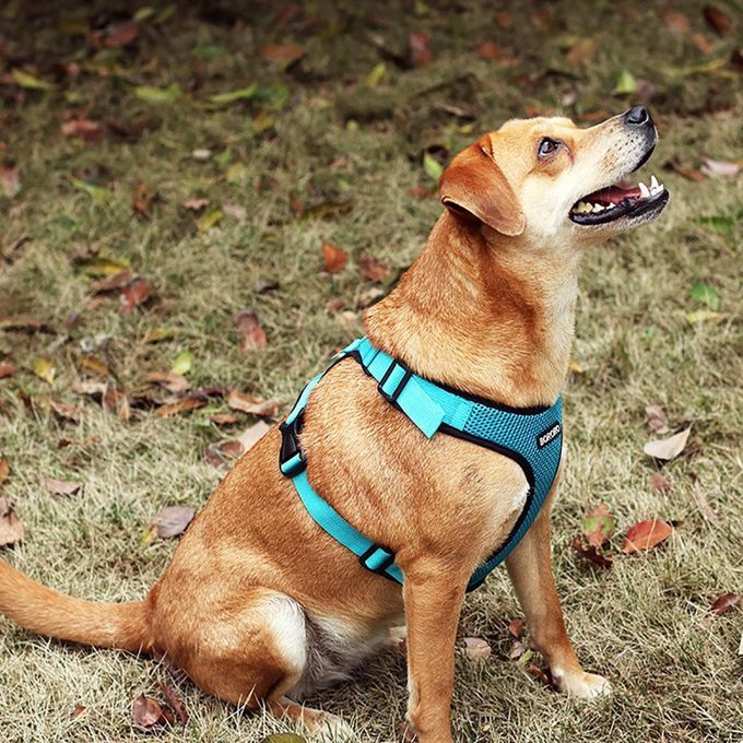Dog Harness Easy Wear Head Collars Safety For Outdoor Small Blue XL