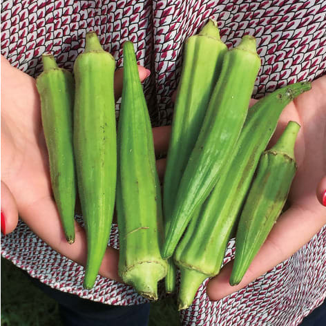 Clemson Spineless Okro Seeds - 100 Grams - 3 Tins