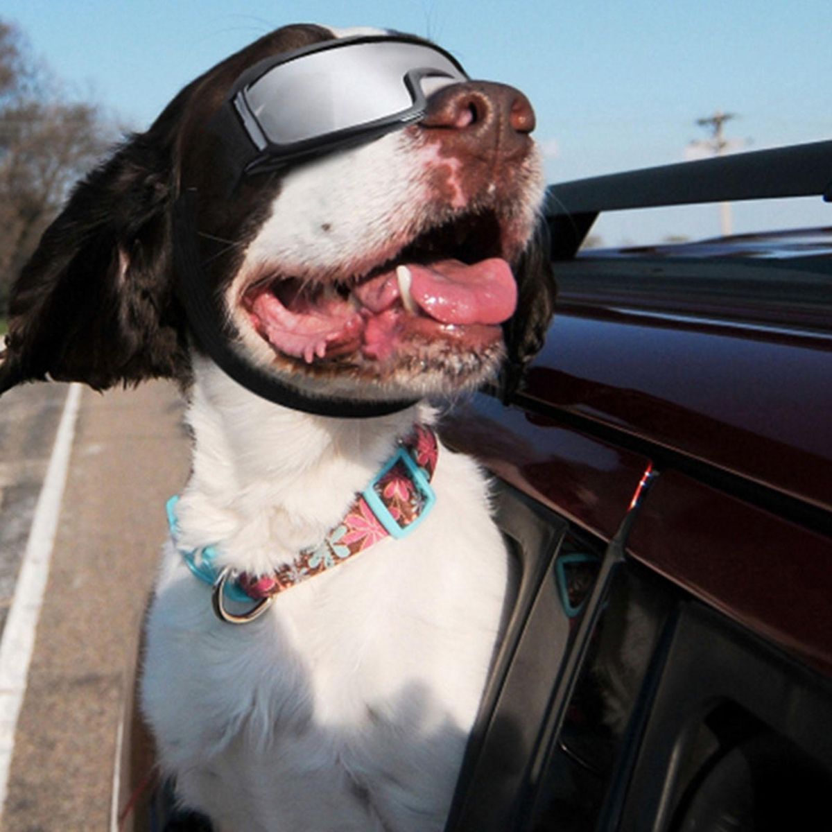 Shatterproof Dog Glasses Petsafe Pupshield Adjustable Uv Dog for Small Silver