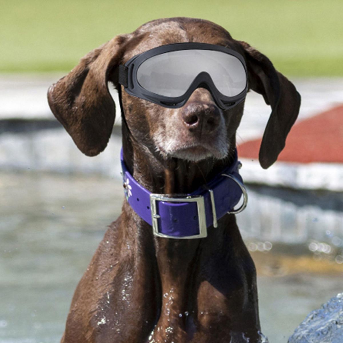 Shatterproof Dog Glasses Petsafe Pupshield Adjustable Uv Dog for Small Silver