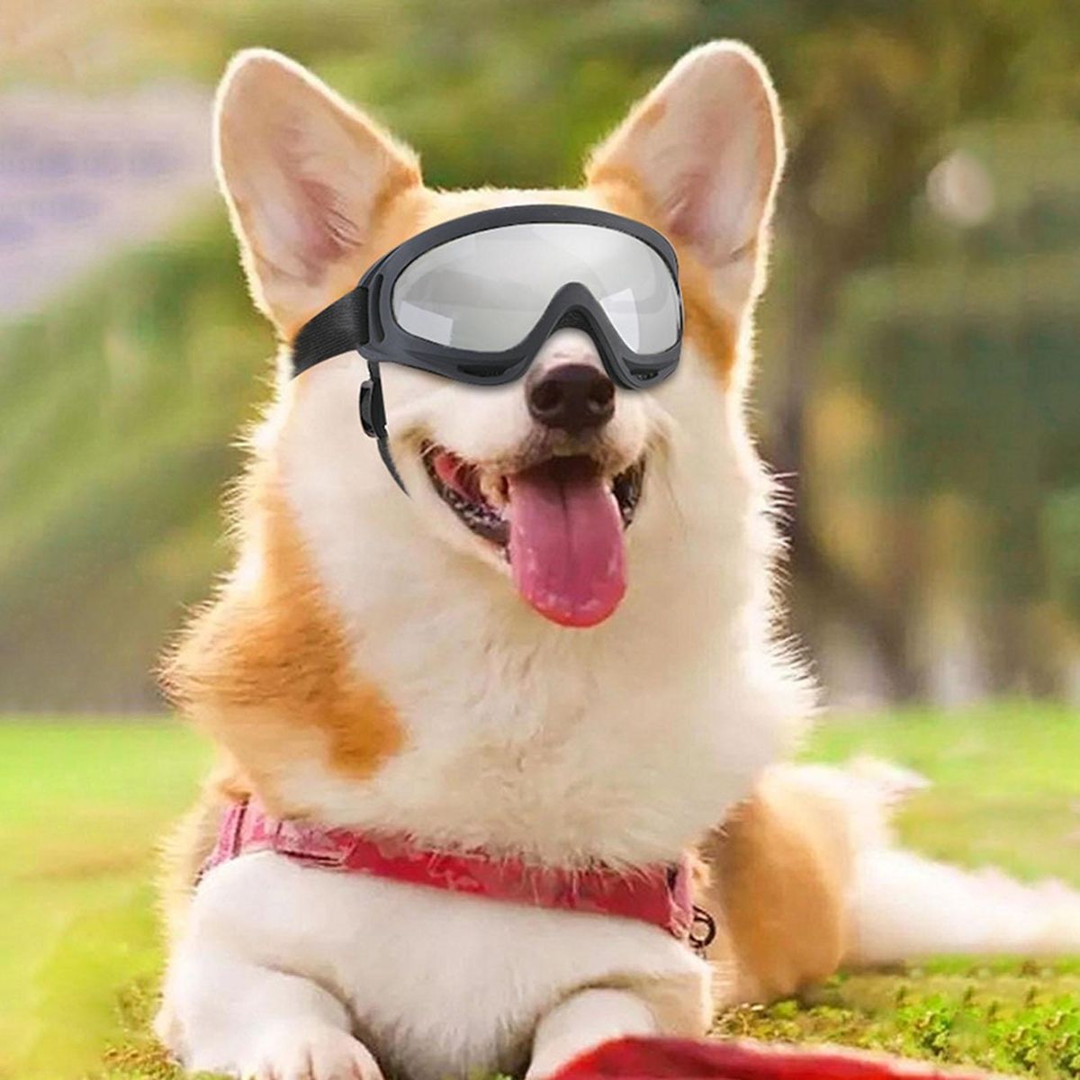Shatterproof Dog Glasses Petsafe Pupshield Adjustable Uv Dog for Small Silver