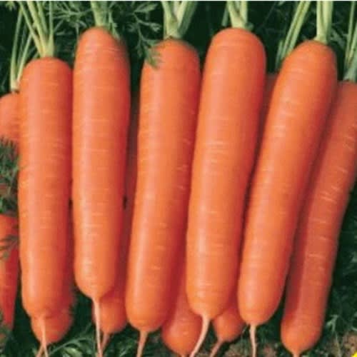 Nantes Carrot Seeds - 100 Grams - 2 Tins