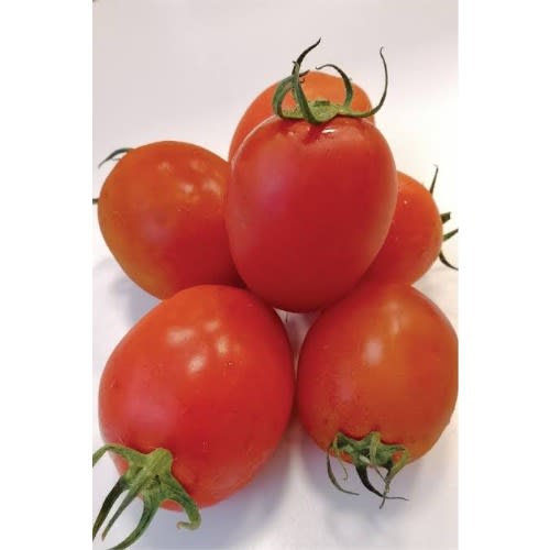 Sinag Tala F1 Hybrid Tomato Seeds - 1500 Seeds