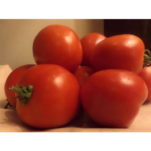 Sinag Tala F1 Hybrid Tomato Seeds - 1500 Seeds