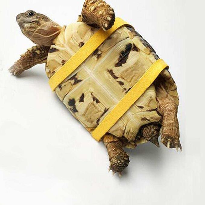 Adjustable Reptile Lizard Turtle Harness Leash Fashion For Yellow