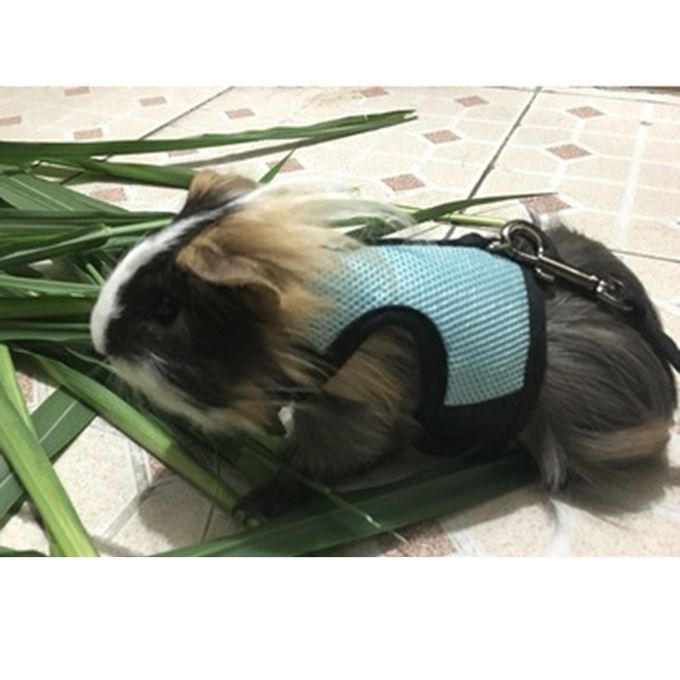 Rabbit Ferret Breathable Mesh Vest Harness Leash Lead Walking Blue S