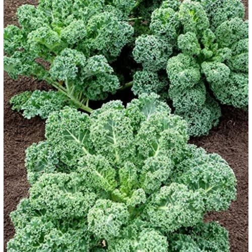 Curly Kale Seeds - 2500 Seeds