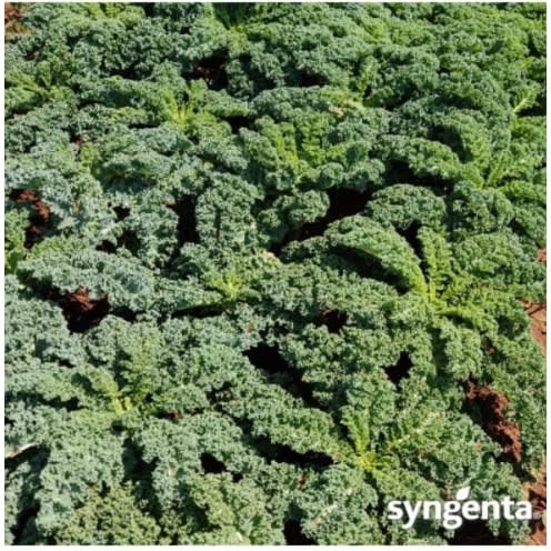 Curly Kale Seeds - 2500 Seeds