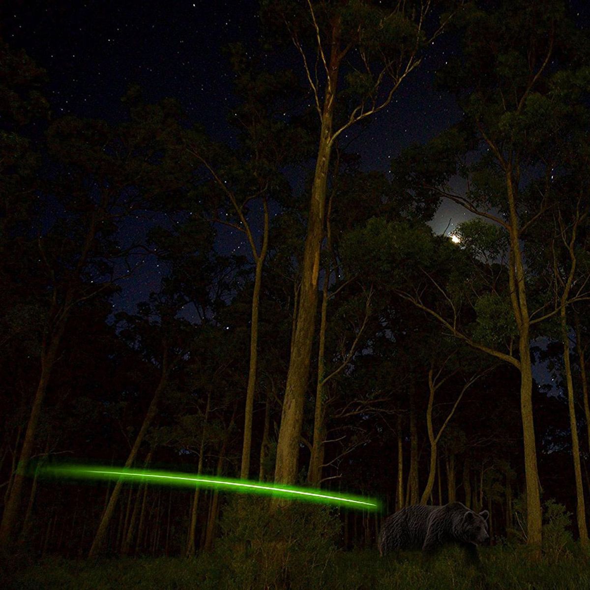 Set Of 12 Automatically Illuminated Hunting  With Glowing