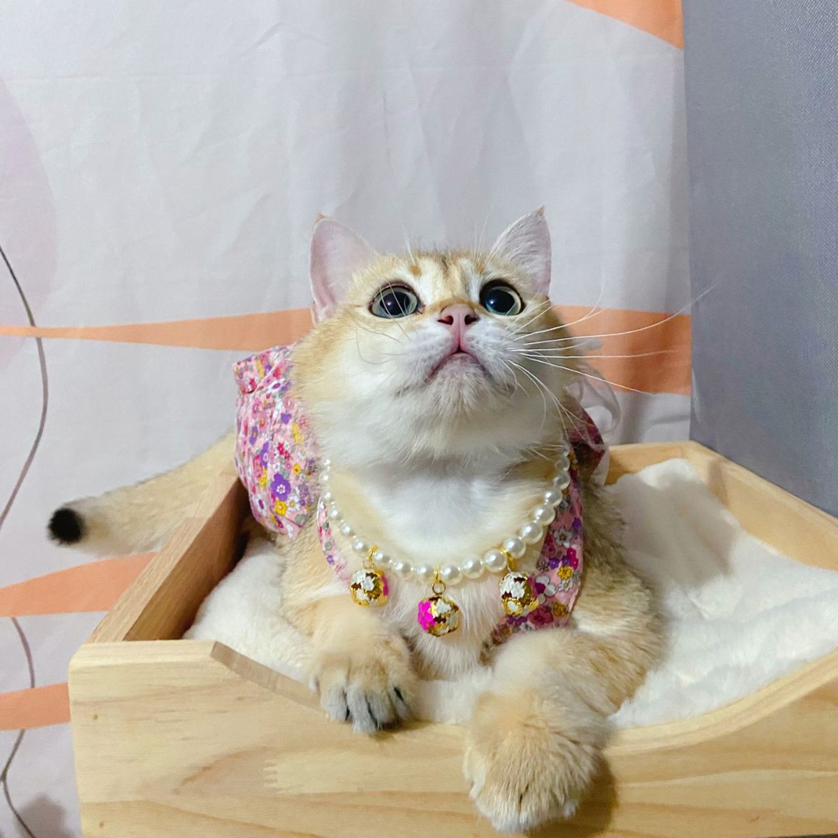 Cat Necklace Pet Dog Decorative Necklace Cat Jewelry Collar Rose Red