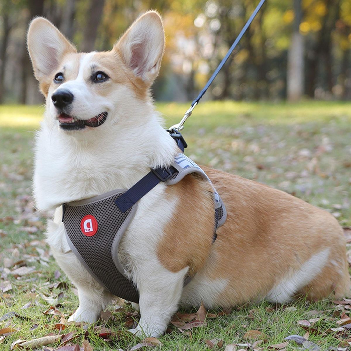 1 Set Dog Vest Puppy Pet Walking Leash Harness Vest Grey