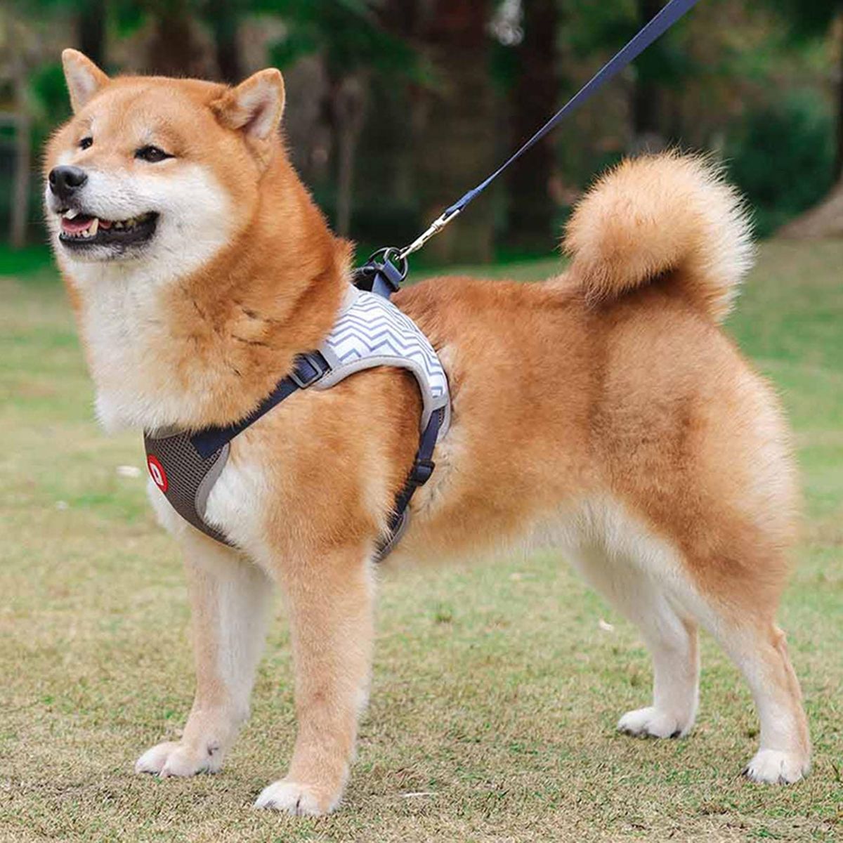 1 Set Dog Vest Puppy Pet Walking Leash Harness Vest Grey
