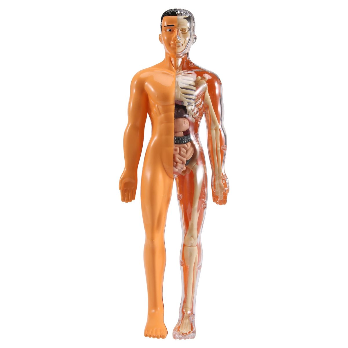 3D Human Body Anatomy Model Children Plastic DIY Skeleton To