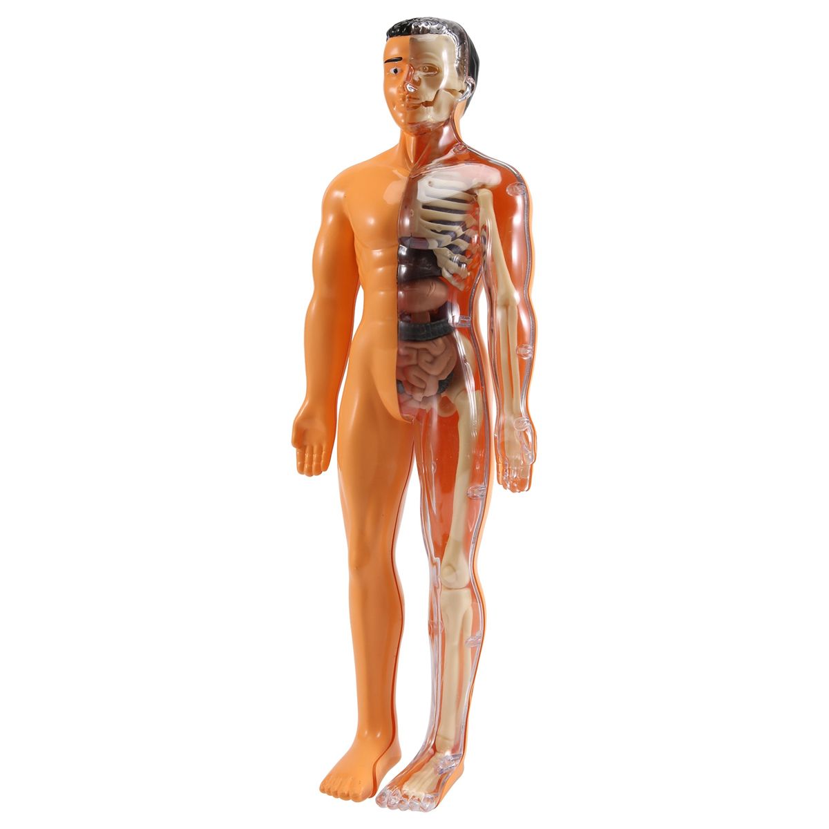 3D Human Body Anatomy Model Children Plastic DIY Skeleton To