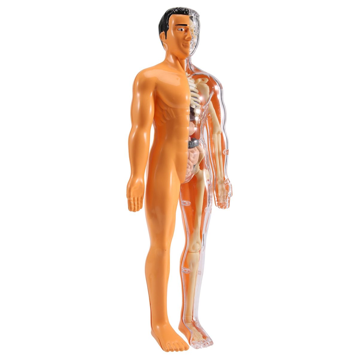 3D Human Body Anatomy Model Children Plastic DIY Skeleton To