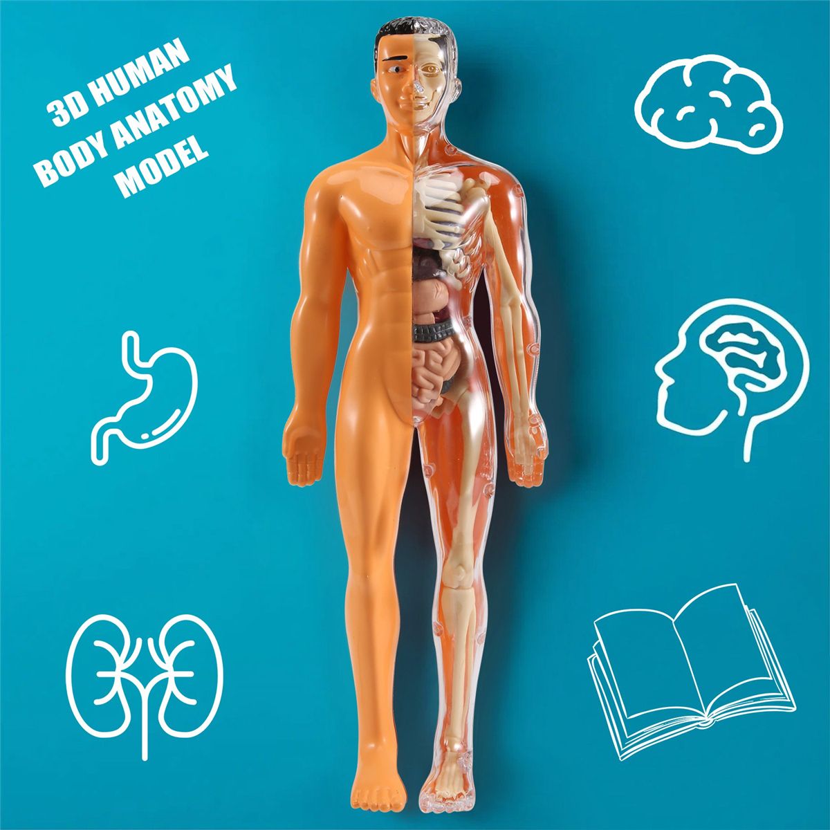 3D Human Body Anatomy Model Children Plastic DIY Skeleton To