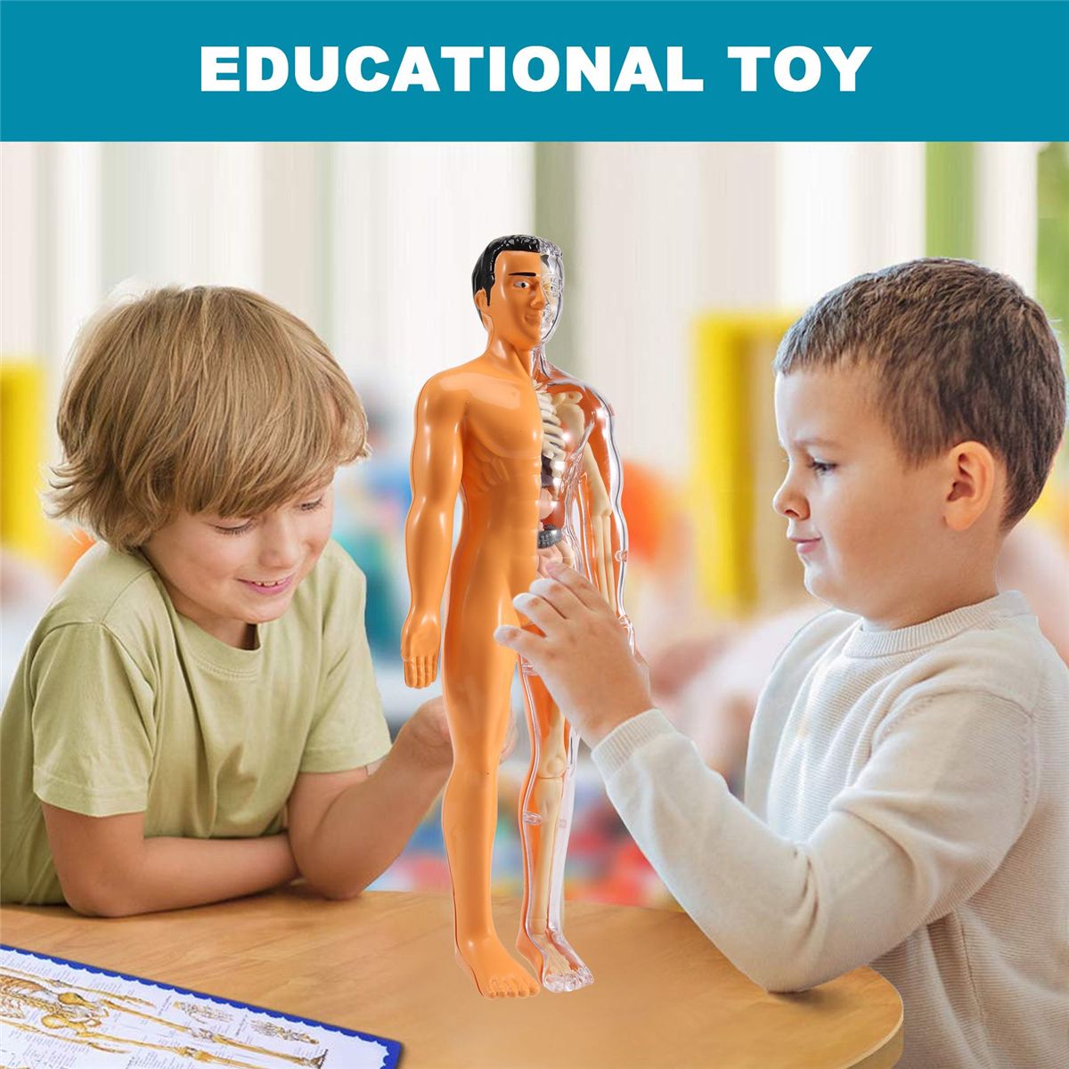 3D Human Body Anatomy Model Children Plastic DIY Skeleton To
