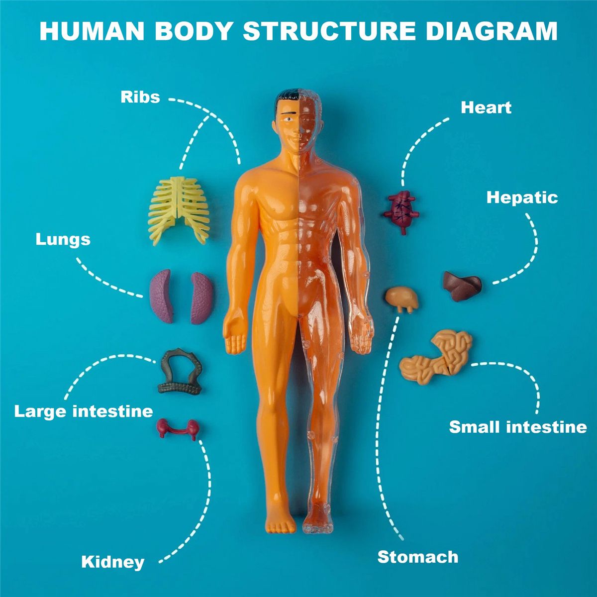 3D Human Body Anatomy Model Children Plastic DIY Skeleton To