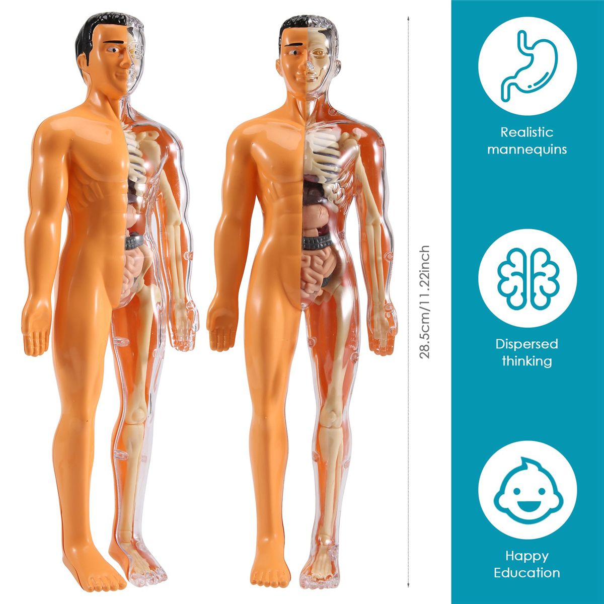 3D Human Body Anatomy Model Children Plastic DIY Skeleton To