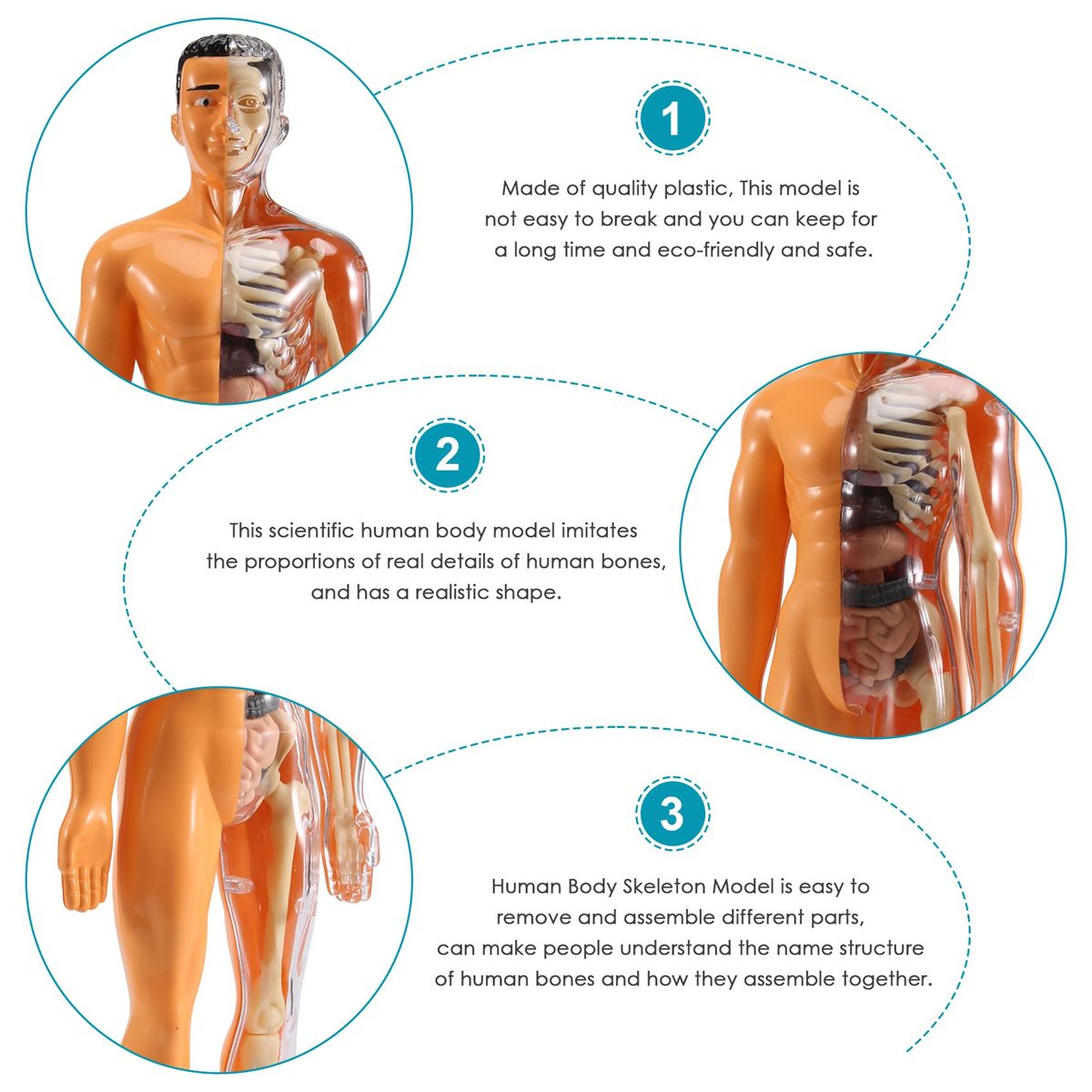3D Human Body Anatomy Model Children Plastic DIY Skeleton To