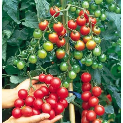 Cherry Tomato Seed- Bite Size - 2g