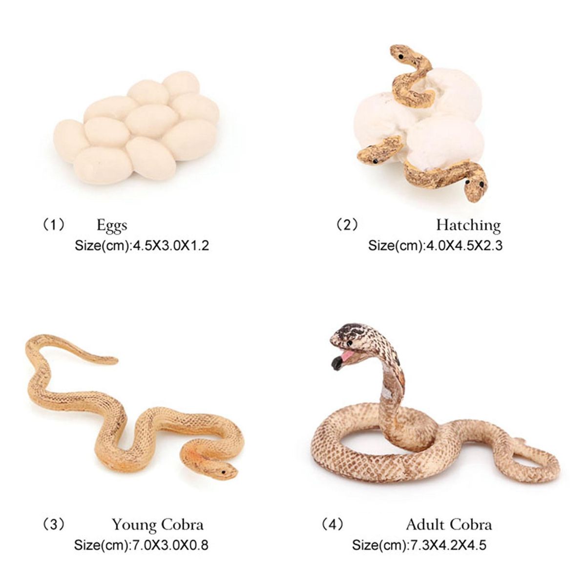 Life Cycle Board Cobra Life Cycle Board Set Lifestyle