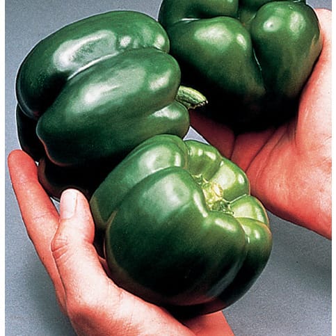 California Wonder Sweet Bell Pepper Seeds - 100 Grams