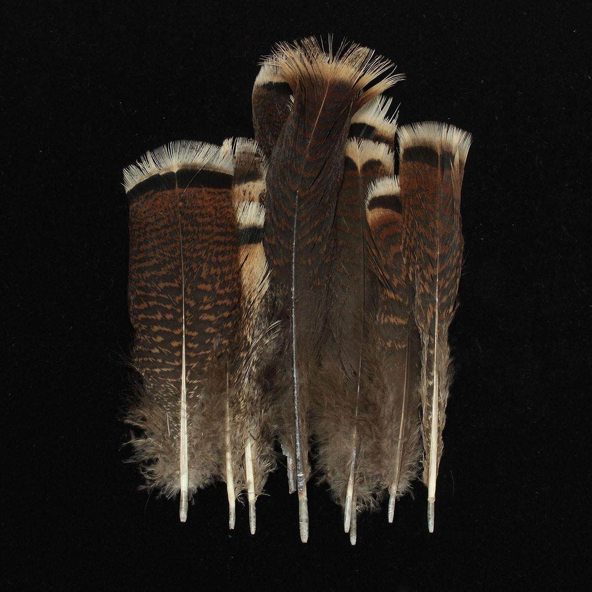 10 PCS Natural Precious Wild Turkey Tail Feathers 6-8 Inches / 15-20 Cm Decor