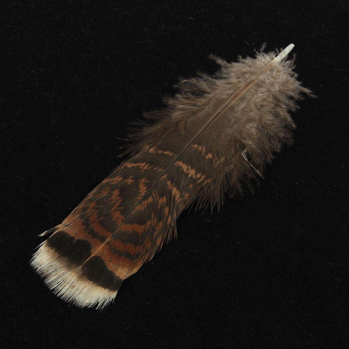 10 PCS Natural Precious Wild Turkey Tail Feathers 6-8 Inches / 15-20 Cm Decor