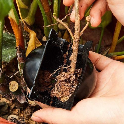 20PCS Reusable Plant Rooting Equipment Kit-High
