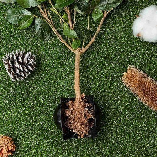 20PCS Reusable Plant Rooting Equipment Kit-High