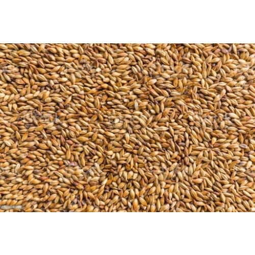 Barley Seed - 1kg
