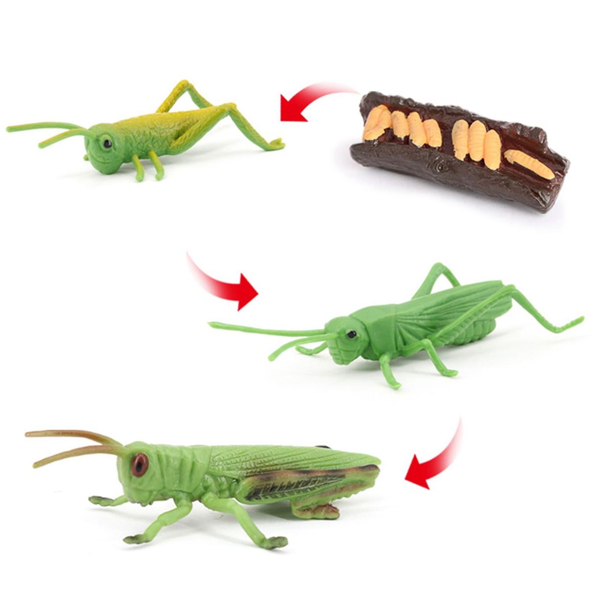 Grasshopper Life Cycle Board Set Lifestyle Stages Kids