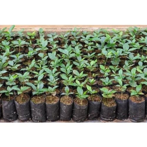 Grow Plant Nursery Bags - 6x8" -  1000Pieces