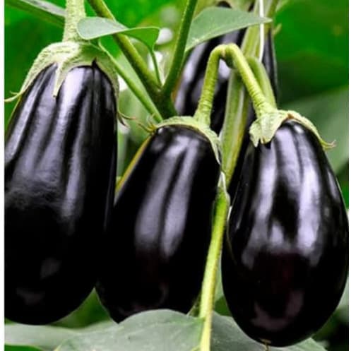Eggplant Seed - Black Beauty - 2.5g