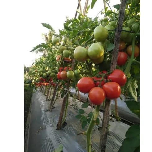 Hybrid Tomato Seeds - 5g - 4sachets