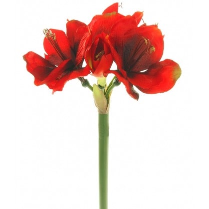 Amaryllis Flower- Orange