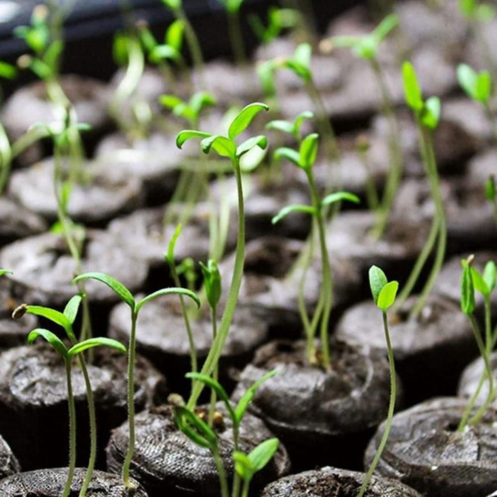 300Pcs 30mm Peat Pellets Seed Starting Plugs Seeds